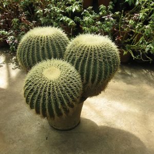 Cactus Ball