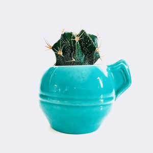 Cactus Mini Astrophytum